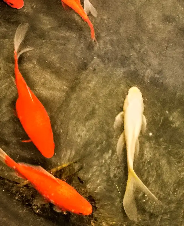 Premium Pond-Raised Large Comets in Fish for Rehoming in Napanee - Image 6