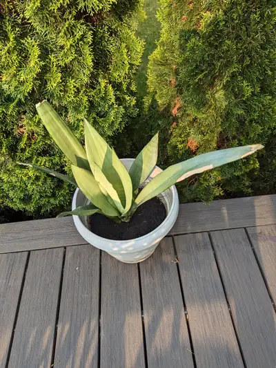 Snake Plant for Sale, View more
