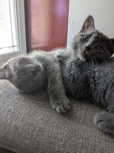 British shorthair bleu , View more