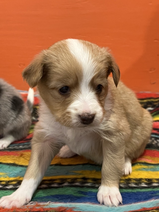 Papillon mini Aussie puppies Dogs & Puppies for Rehoming Smithers