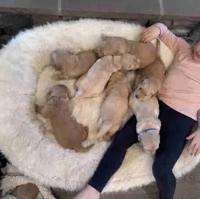 Purebred Golden Retriever Puppies – Ready January 30, View more