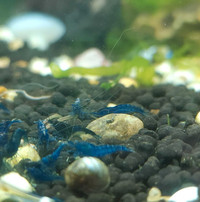 High Quality Fantasy Blue Dream Shrimp / Bleu Crevettes