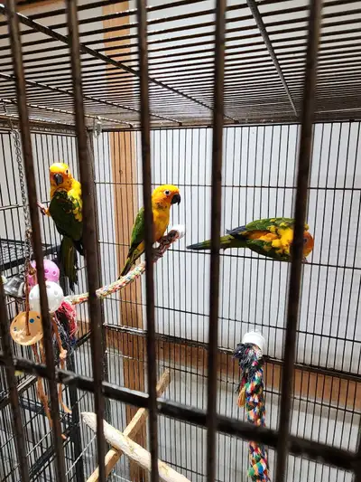 Bébé conure soleil prix en pv merci