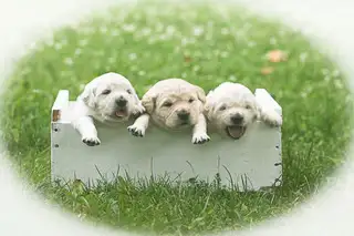 Taking Deposits- Golden Retreiver pups available July 25th.., View more