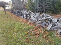 Wanted: Old Tree Roots, Tree Stumps or Driftwood