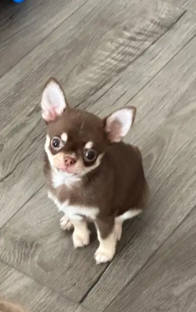 lavender and white small Chihuahua male & female puppies 2500.0, View more