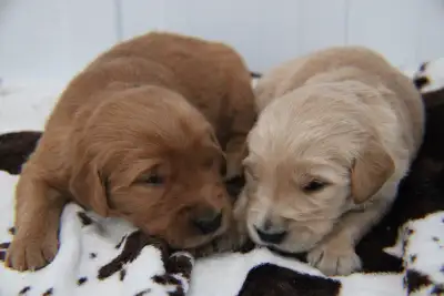 ckc golden retriever puppies, View more