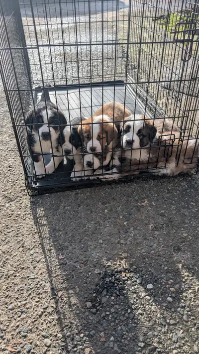 St. Bernese Puppies, View more