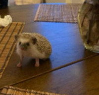 Super friendly Hedgehog for re homing 