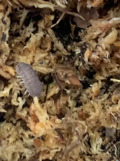 Cloportes/Isopods.  Plusieurs morphes de Cubaris  Murina, View more