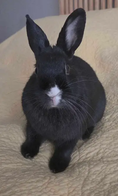 Kiki – Sweetest Spayed fully toilet trained Bunny You'llEverMeet, View more