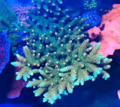 Ultra sunset millepora - saltwater coral frag , View more