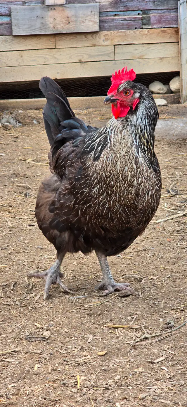 Fertilized eggs in Livestock in Cranbrook - Image 8