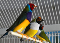 Gouldian finches (updated)
