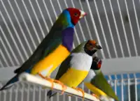 Gouldian finches (sold)