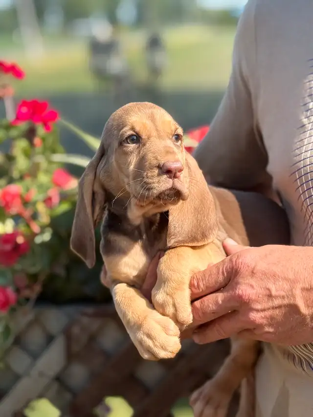 Purebred Bloodhound – CKC Reg, Champion OFA TEST READY TO GO in Dogs & Puppies for Rehoming in Cornwall - Image 8