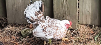 A vendre 5 poules miniature 