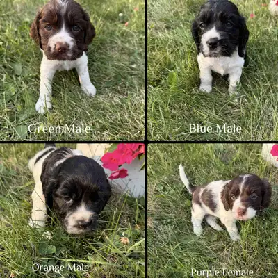 Cocker Spaniel Puppies, View more