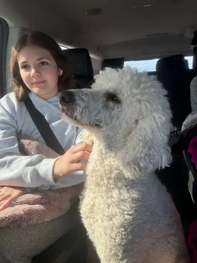 Standard F1 Bernedoodle puppies available July 10, 2025 in Dogs & Puppies for Rehoming in Grande Prairie - Image 8