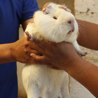 REX BREED Guinea Pig Wanted