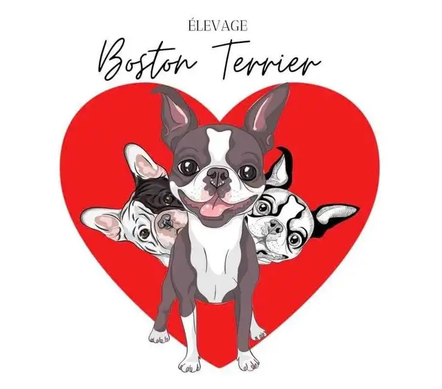 Boston terrier in Dogs & Puppies for Rehoming in Laval / North Shore - Image 7