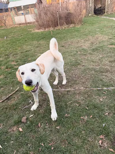 6 month old puppy in Dogs & Puppies for Rehoming in Ontario