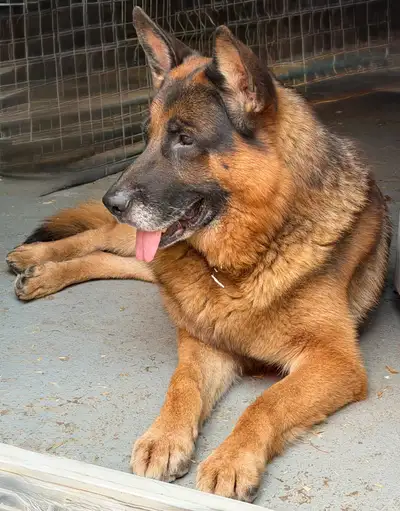 Berger allemand mâle – 7 ans , View more