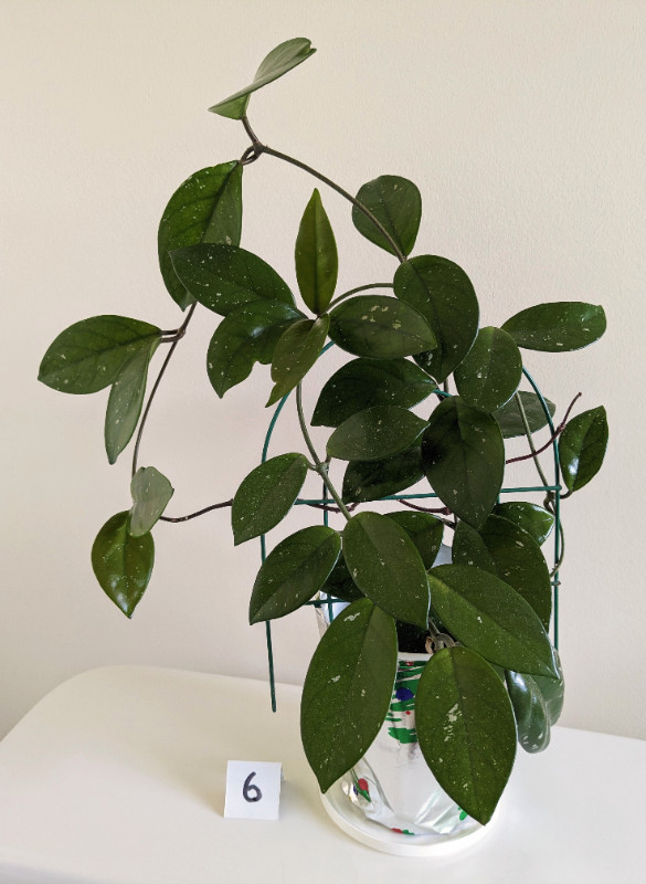 Hoya Carnosa, star shaped flowers (Reduced Price) in Garage Sales in Markham / York Region - Image 4