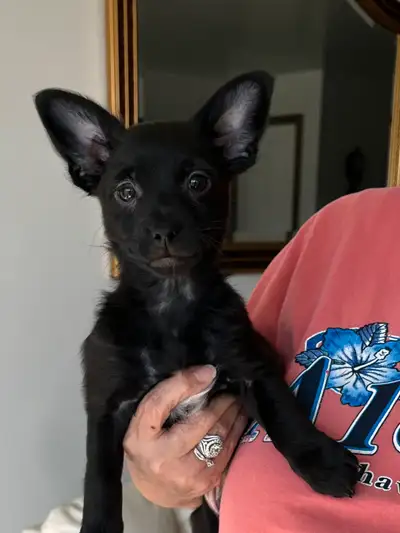 I have two males left that are ready for their forever homes now they were born February 17 and will...