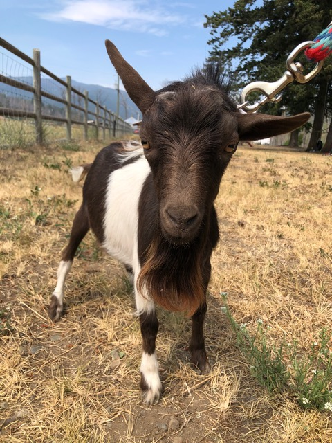 Purebred Nigerian Dwarf Breeding Bucks in Livestock in Vernon - Image 6