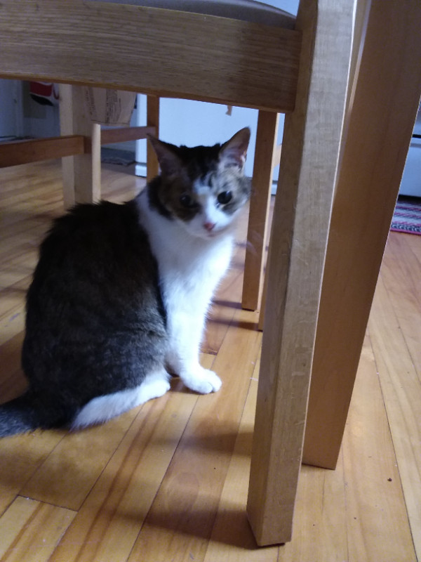 Gardienne de chats - visites a votre domicile dans Services pour animaux  à Ville de Québec - Image 3
