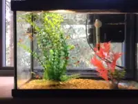 Female and Male guppy fish of all ages