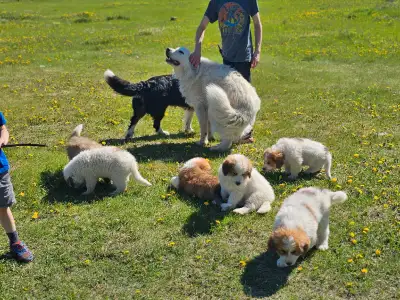Mother is a Bernese Mountain Dog and father is a Great Pyrenees. We have 4 Boys and 2 Girl. Puppies...