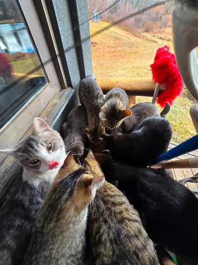 Kittens, Kittens, Kittens — So Many Kittens, View more