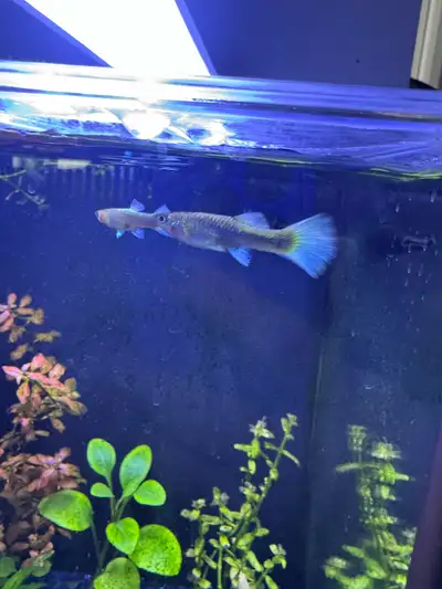 Guppy mâles et femelles Mâle endler Je peux faire un prix de lot