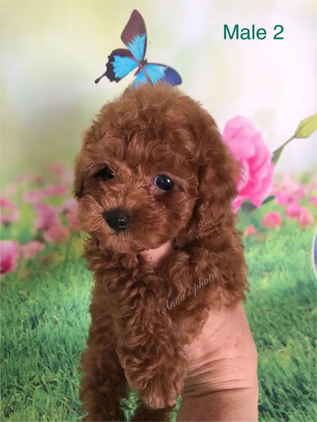 Pure Toy and Tiny Toy  poodle males in Dogs & Puppies for Rehoming in City of Toronto - Image 9