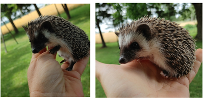 Starting at 180 baby boy hedgehogs! Text to reply :), View more