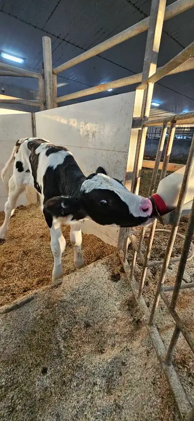 holstein calf, View more