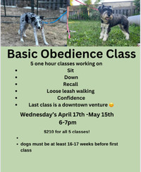 Basic Obedience Class