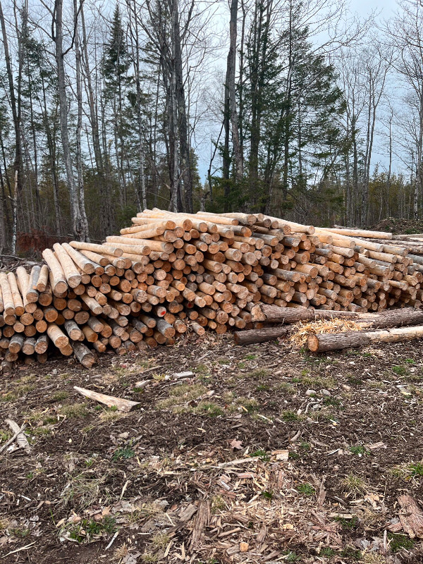 8 foot peeled cedar posts 3.5-6 inch top end diameter in Outdoor Décor in Sault Ste. Marie