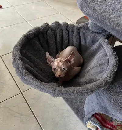 chatons sphynx, View more