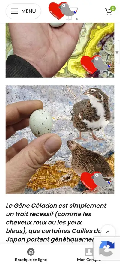 Je recherche des Cailles Celadons. Je suis à Valcourt, mais je peux me déplacer à Sherbrooke, Notre-...