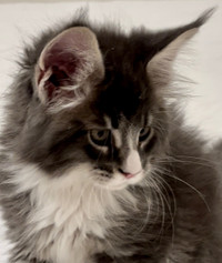 Purebred maine coons boys from Tica registered cattery. 