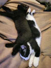 Blue Russian Tabby mix Kittens. ready to be rehomed