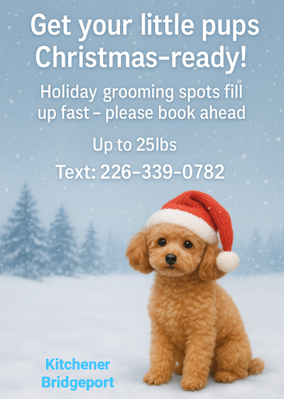 Personalized home based grooming for mini and small dogs in Kitchener-Waterloo (Bridgeport area)! Ex...