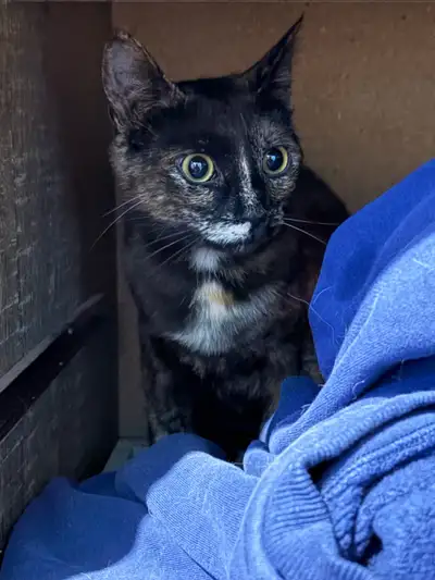 6 month old spayed/neutered kittens , View more