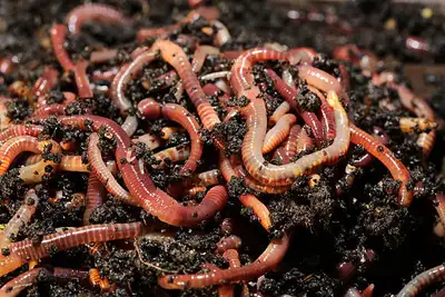Red wiggler composting worms • vermiculture • vermicomposting, View more