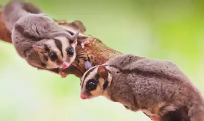 ISO pair of sugar gliders, View more