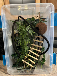 Crested Gecko and Enclosure 