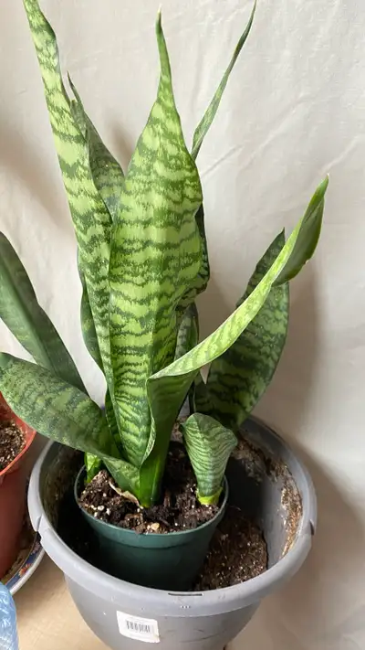 plants for sale, View more